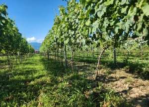 Житель села Кутол стал участником программы развития сельского хозяйства в Абхазии