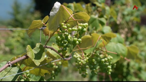 Распределение препаратов по защите растений