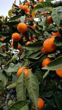 250 млн рублей составит финансирование программы развития сельского хозяйства Абхазии