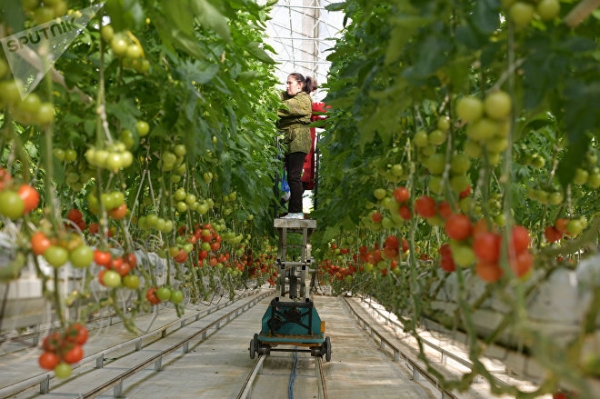 Производство томатов в тепличном комплексе села Кындыг