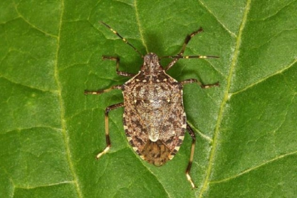 Рабочая группа Министерства сельского хозяйства РА провела прием и утилизацию мраморного клопа.