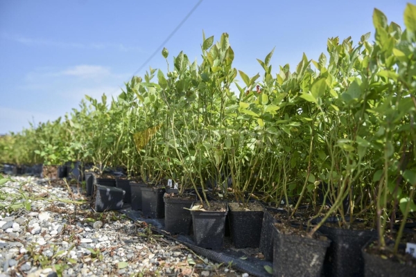 Полный перечень одобренных проектов