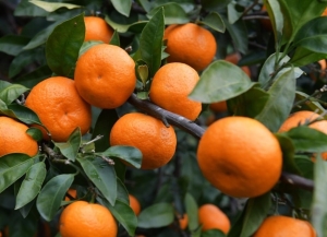 Экспорт абхазских мандарин