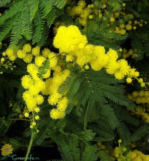 Сбор и заготовка мимозы