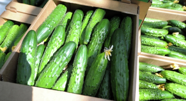 Россия снимет запрет на ввоз абхазской агропродукции с 10 апреля