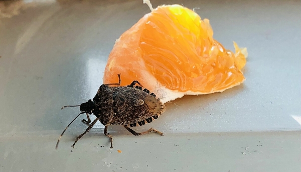 Победили клопа: Минсельхоз Абхазии рассказал о борьбе с сельхозвредителями