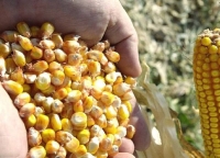 На приобретение  зерен кукурузы  для посева выделено до 4 млн рублей.
