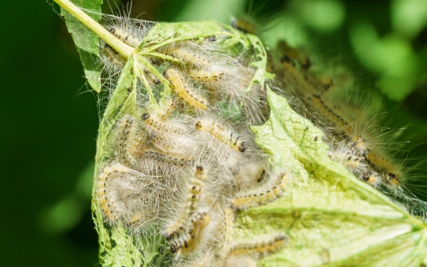 Внимание карантинный вредитель!