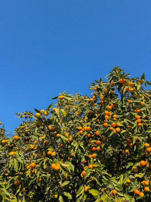 Беслан Джопуа: уведомление о запрете ввоза цитрусовых в Россию мы не получали